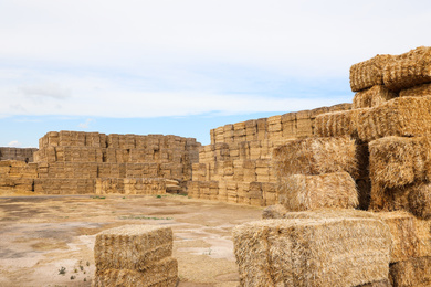 Many cereal hay bales outdoors. Agriculture industry