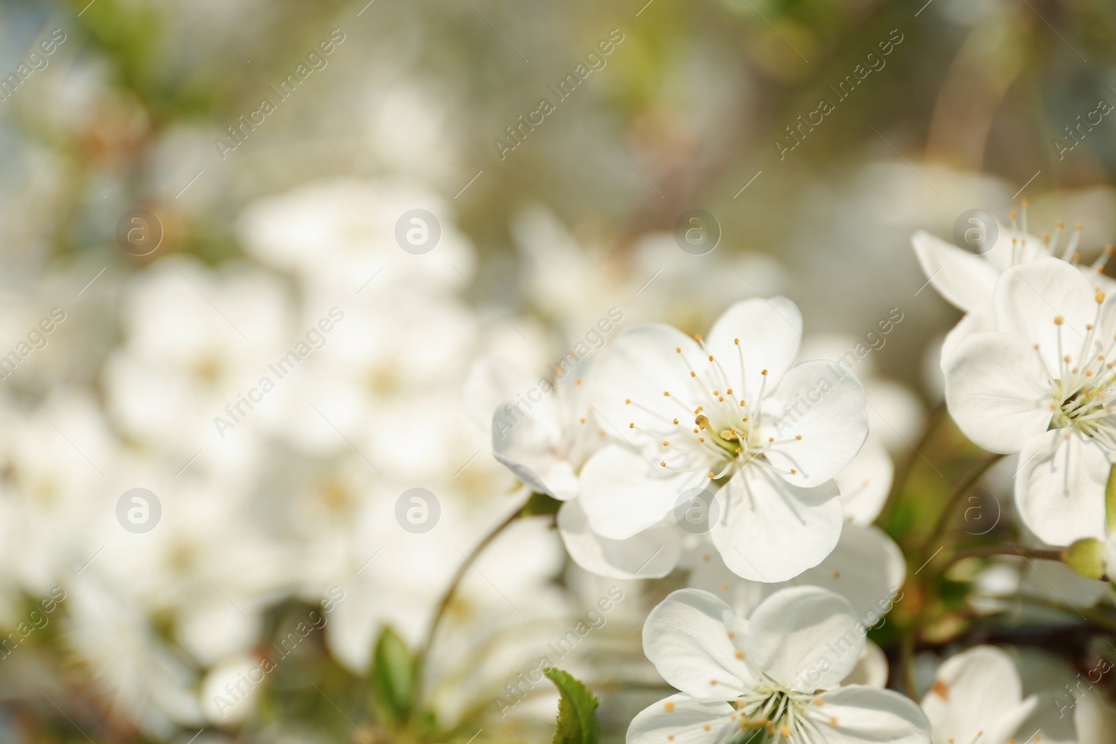 Photo of Blossoming cherry tree, closeup