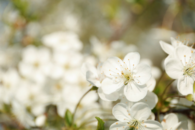 Blossoming cherry tree, closeup