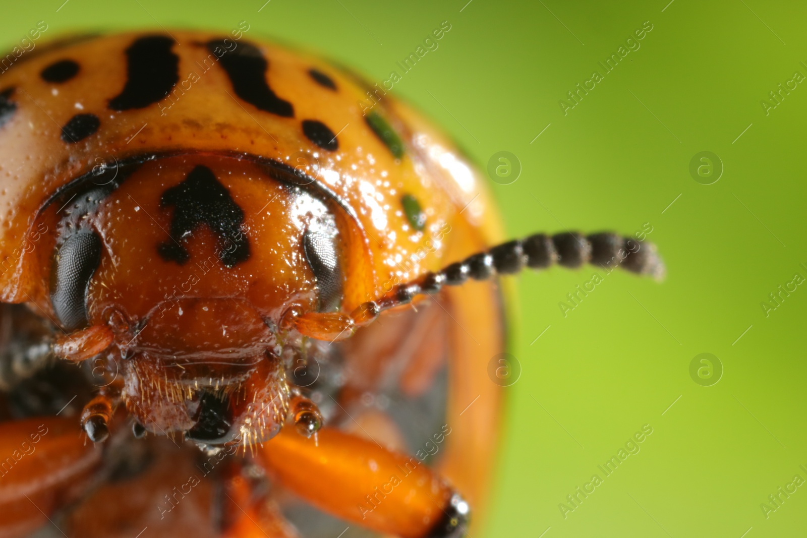 Photo of Colorado beetle on green background, macro view. Space for text