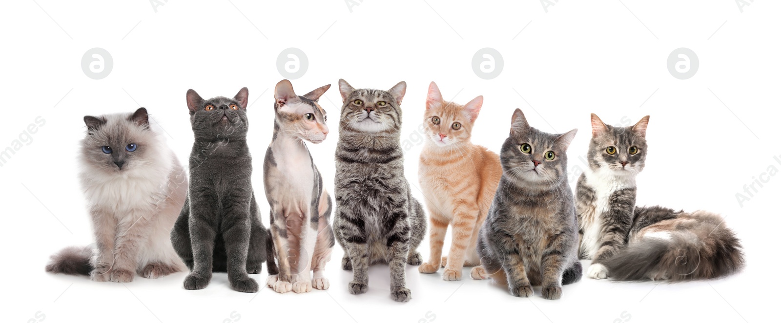 Image of Adorable cats on white background. Banner design