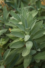 Photo of Beautiful sage with green leaves growing outdoors, closeup