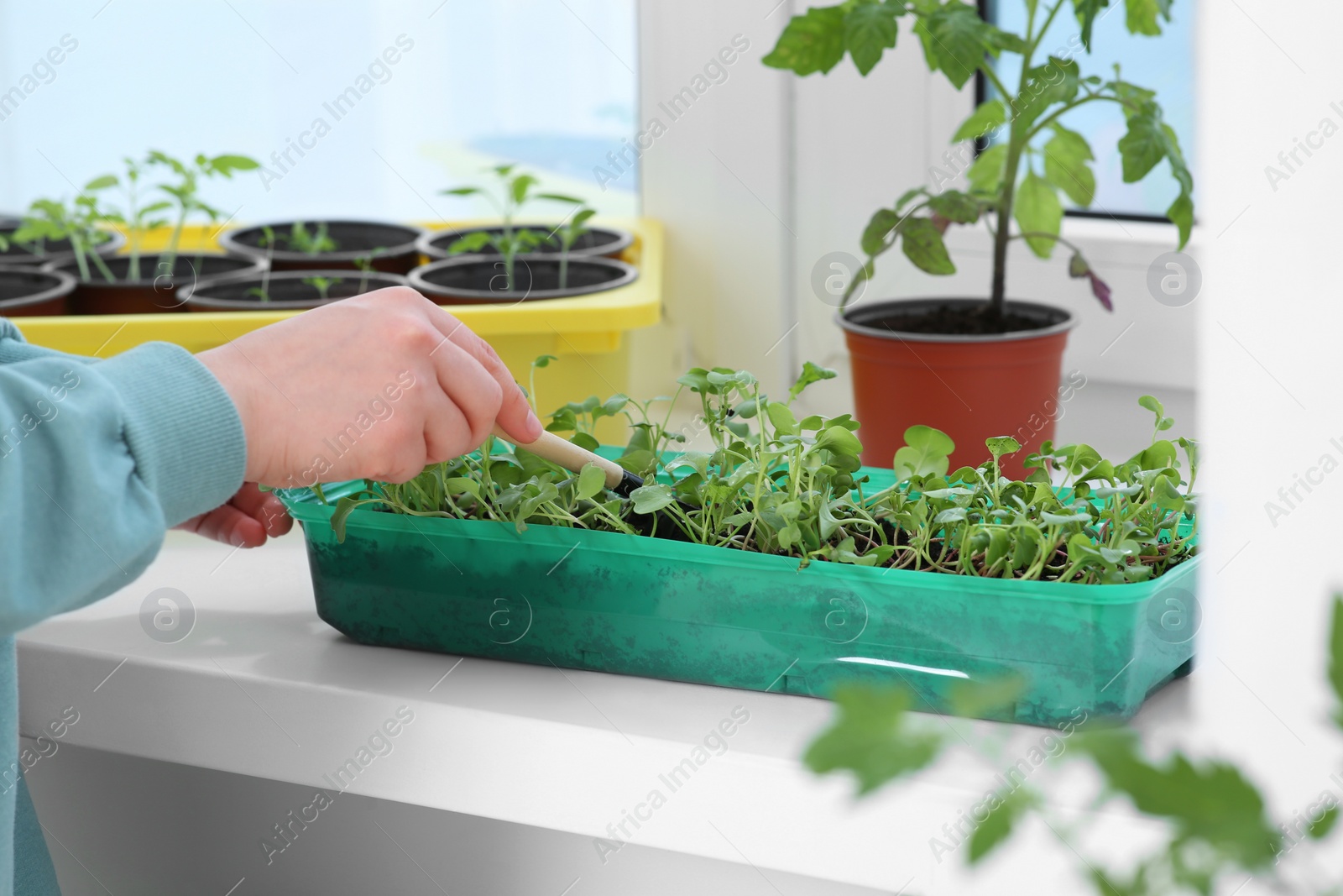 Photo of Woman planting seedlings into plastic container on windowsill indoors, closeup