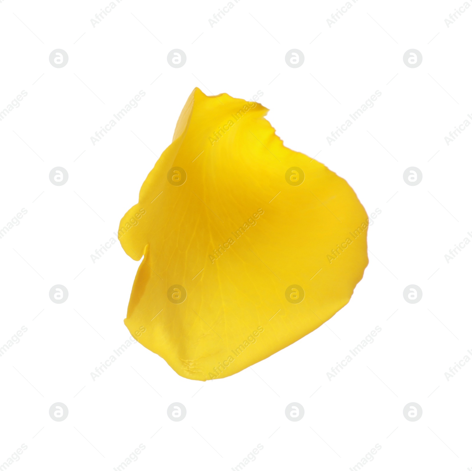 Photo of Beautiful yellow rose petal isolated on white