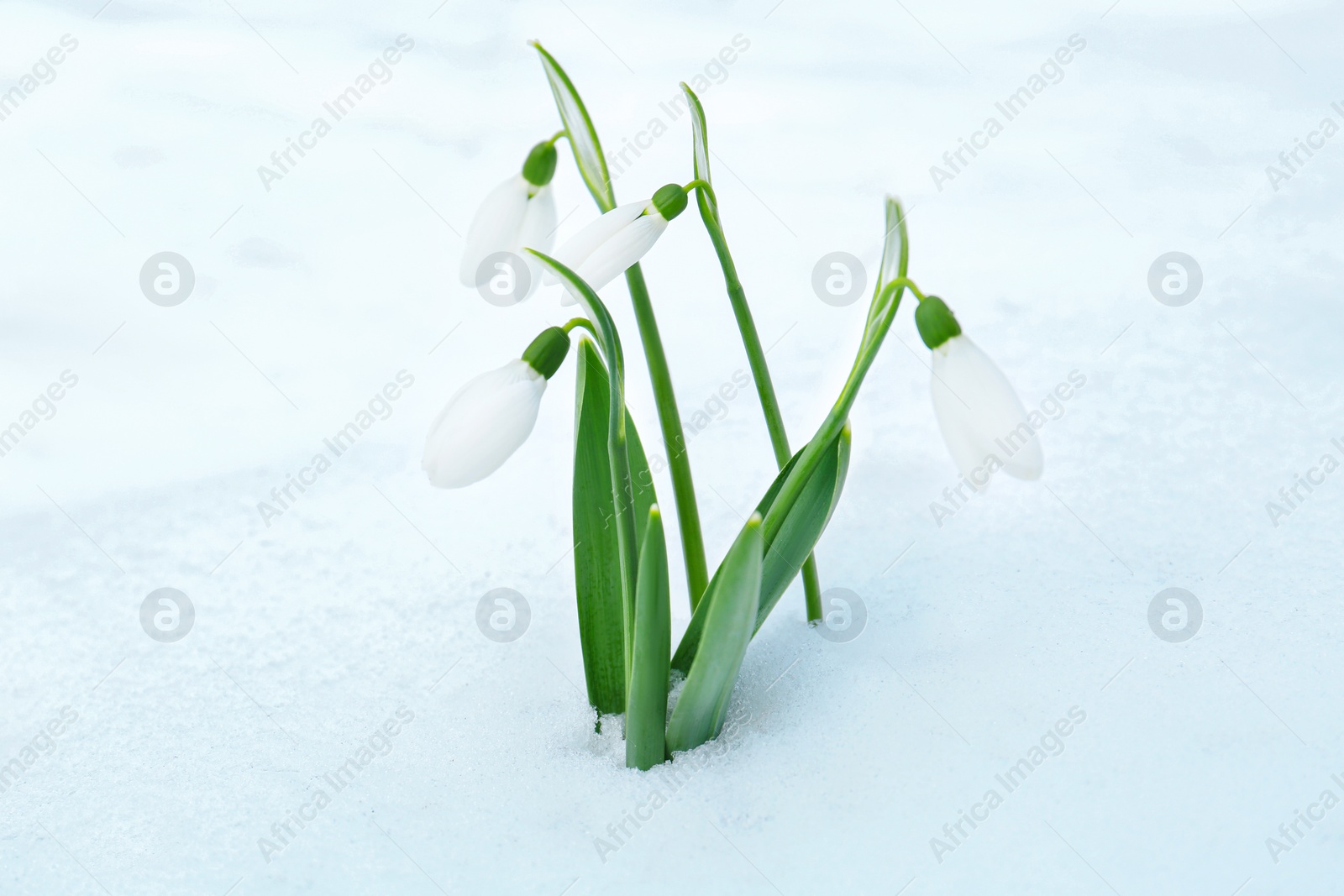 Photo of Beautiful blooming snowdrops growing in snow outdoors. Spring flowers