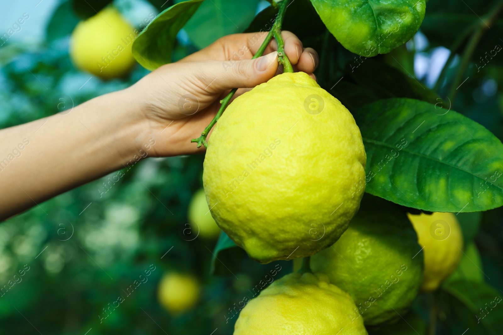 Photo of Woman picking ripe lemon from branch outdoors, closeup