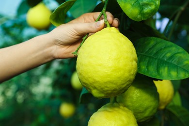 Photo of Woman picking ripe lemon from branch outdoors, closeup