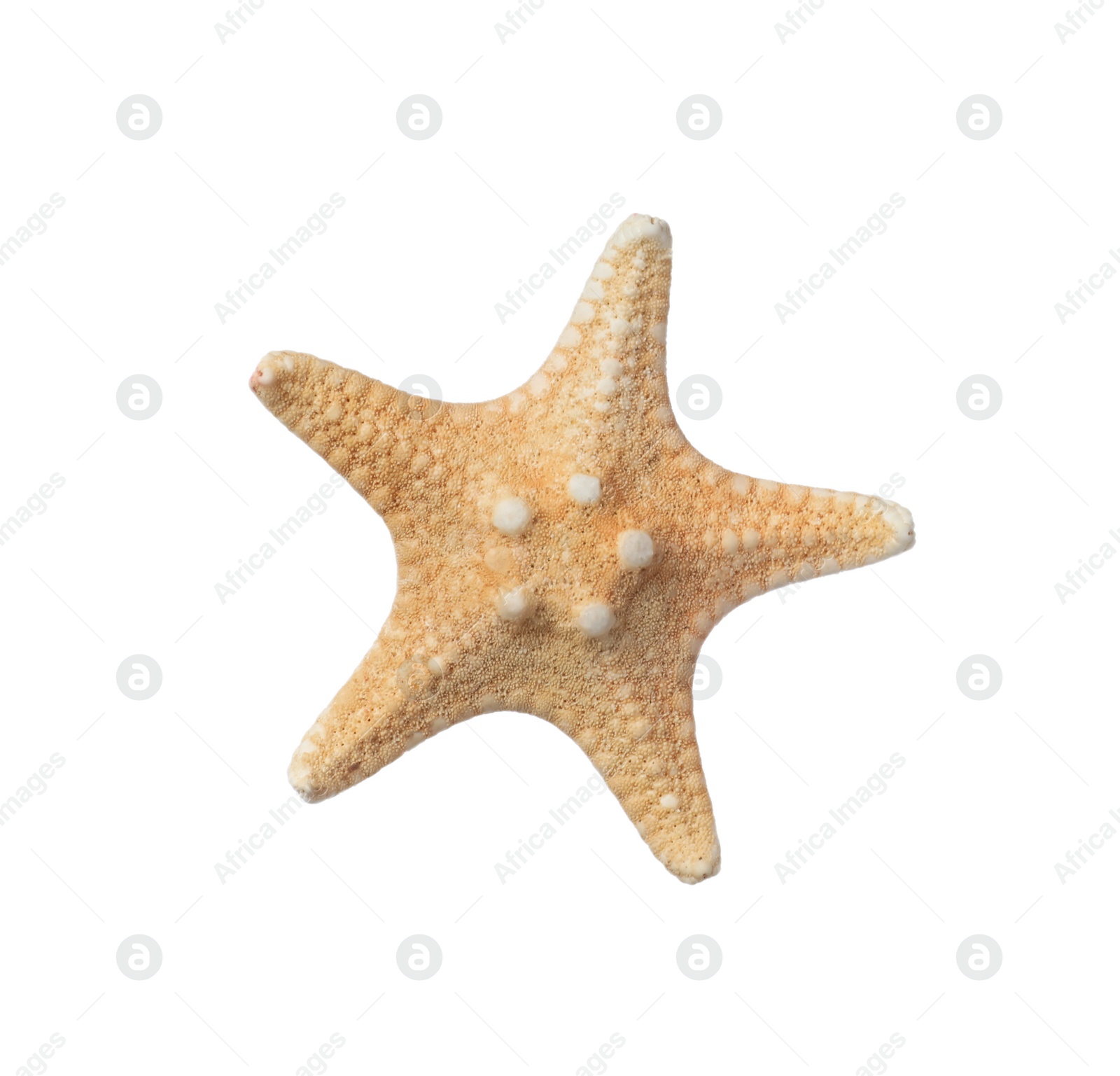 Photo of Beautiful sea star isolated on white. Beach object