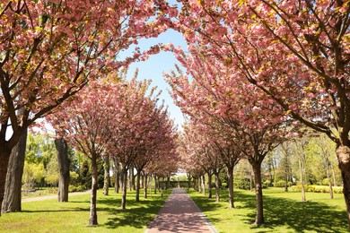 Photo of Beautiful blooming trees in park on spring day