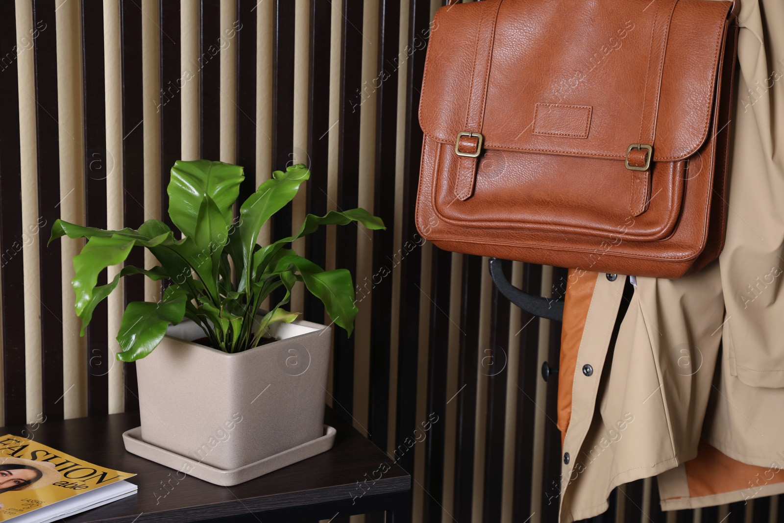 Photo of Beautiful fern on table and clothes near striped wall