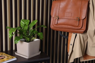 Beautiful fern on table and clothes near striped wall