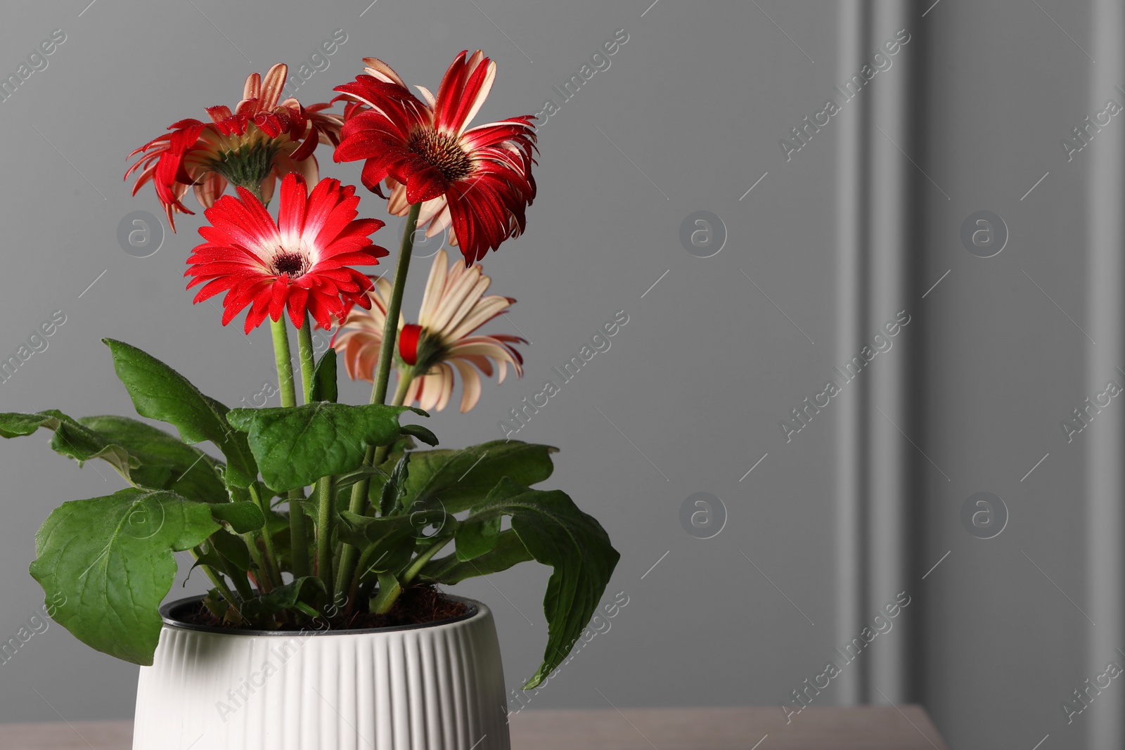 Photo of Beautiful gerbera flower in pot near grey wall, space for text