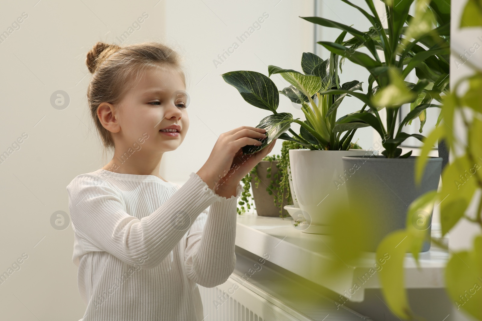 Photo of Cute little girl wiping plant's leaves with cotton pad on windowsill at home. House decor