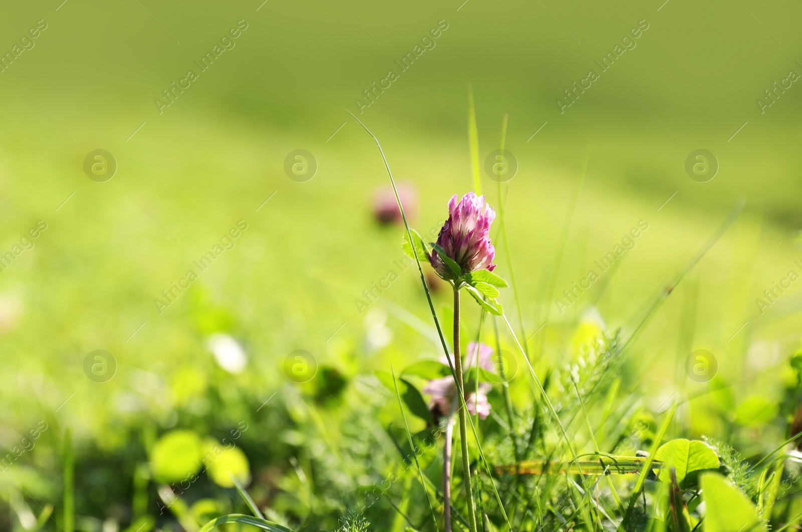 Photo of Beautiful flowers growing on green meadow in summer