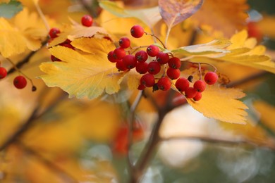 Photo of Rowan tree branch with red berries outdoors, closeup