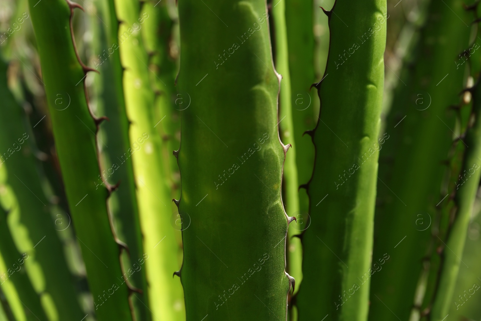 Photo of Closeup view of beautiful Agave leaf. Exotic plant