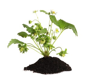 Pile of soil with strawberry seedling isolated on white