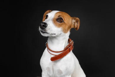 Photo of Adorable Jack Russell terrier with collar on black background