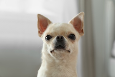 Adorable Toy Terrier on blurred background. Domestic dog