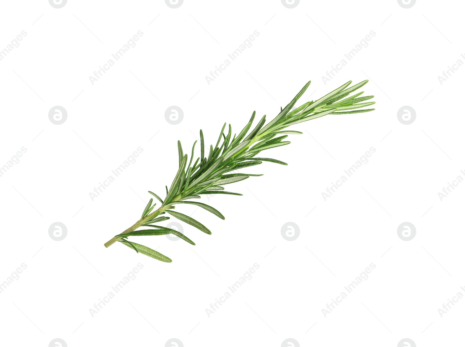 Photo of Sprig of fresh rosemary isolated on white