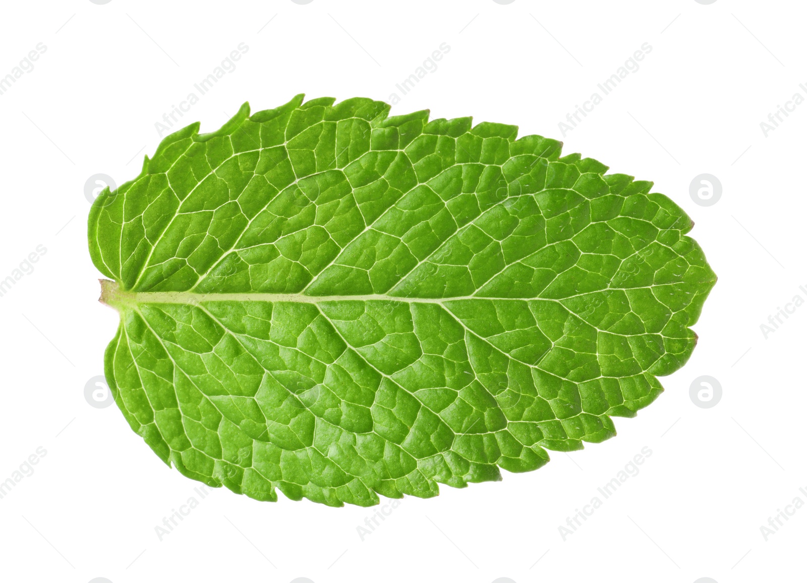 Photo of Fresh green mint leaf isolated on white