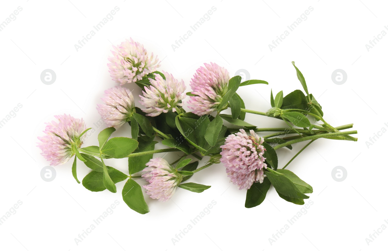 Photo of Beautiful blooming clover flowers on white background, top view