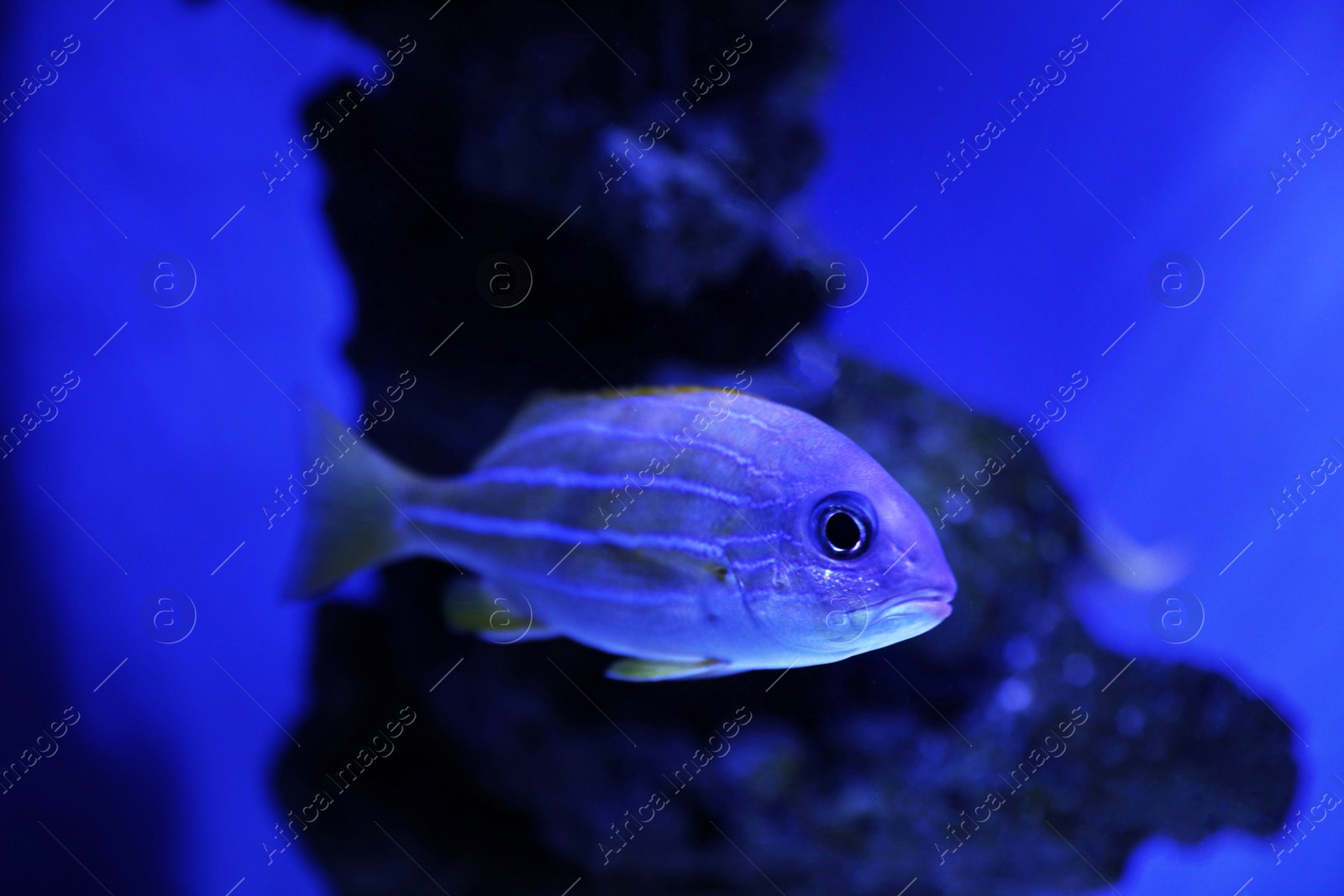 Photo of Beautiful bluestriped snapper in clear toned blue aquarium