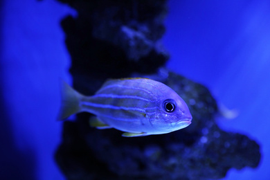 Beautiful bluestriped snapper in clear toned blue aquarium