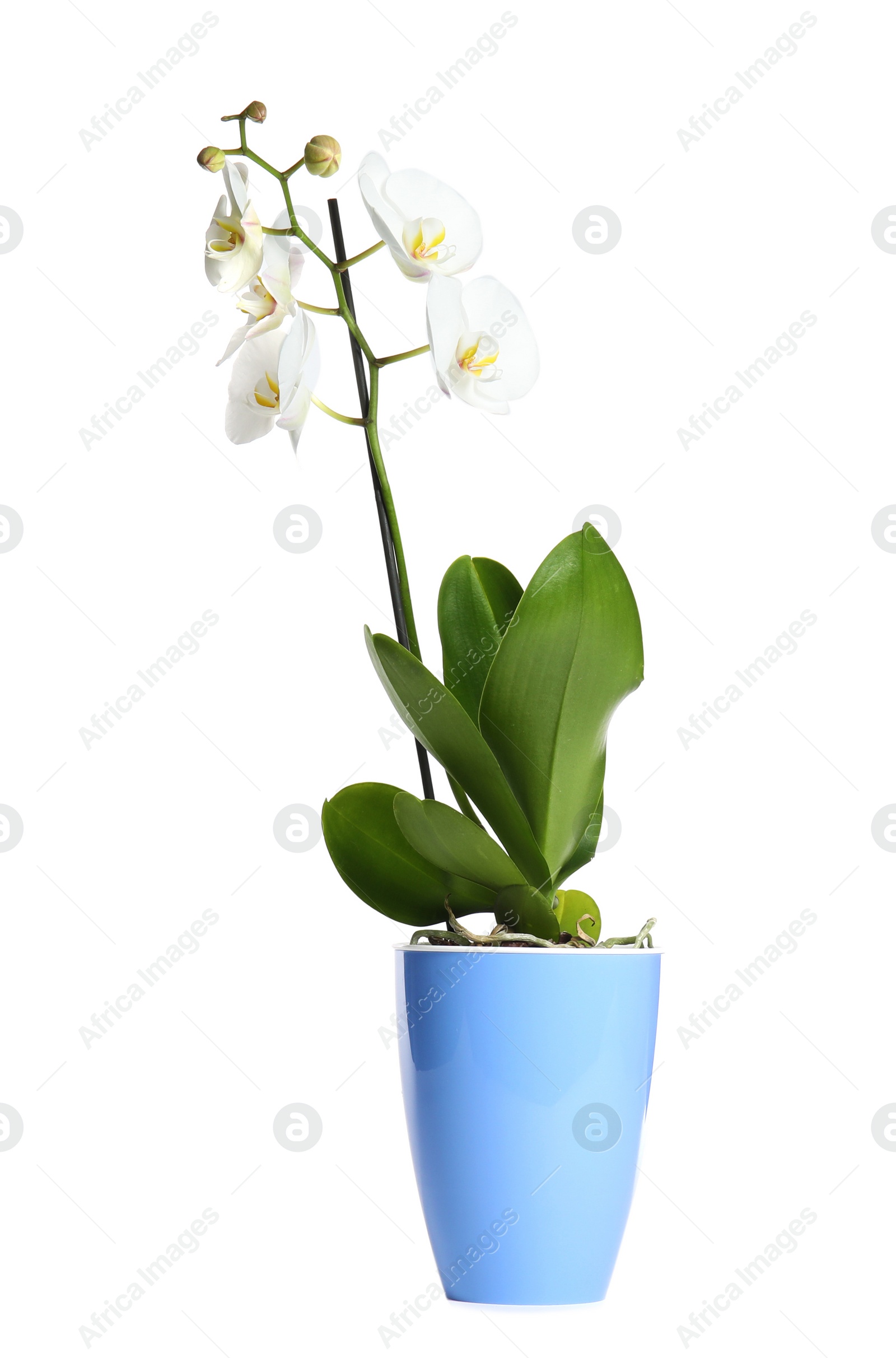 Photo of Beautiful tropical orchid flower in pot on white background