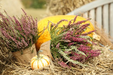 Photo of Beautiful heather flowers in pots and pumpkins on hay outdoors