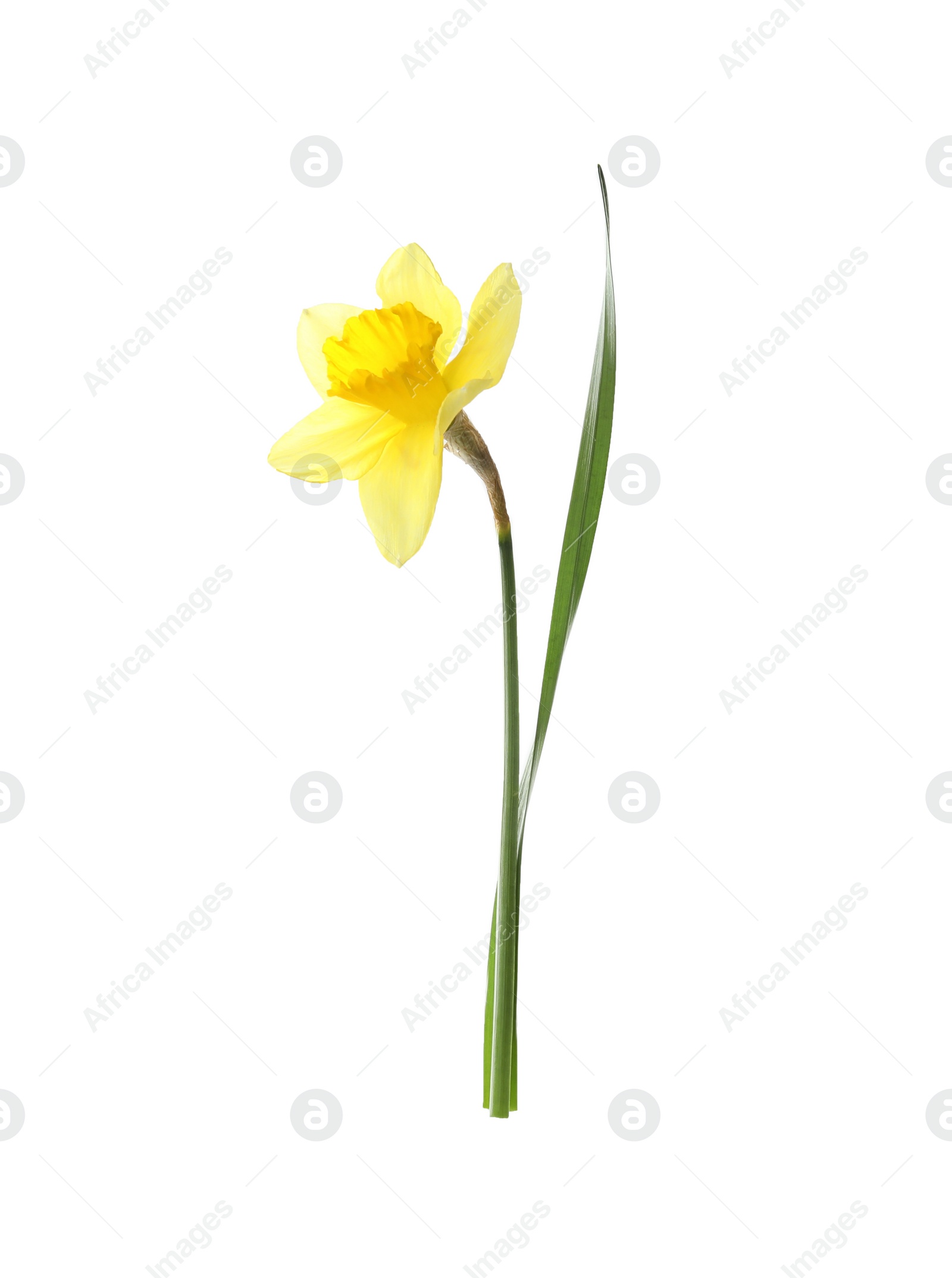 Photo of Beautiful daffodil on white background. Fresh spring flower