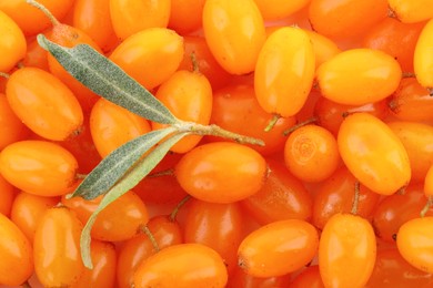 Photo of Many ripe sea buckthorn berries and leaves as background, top view