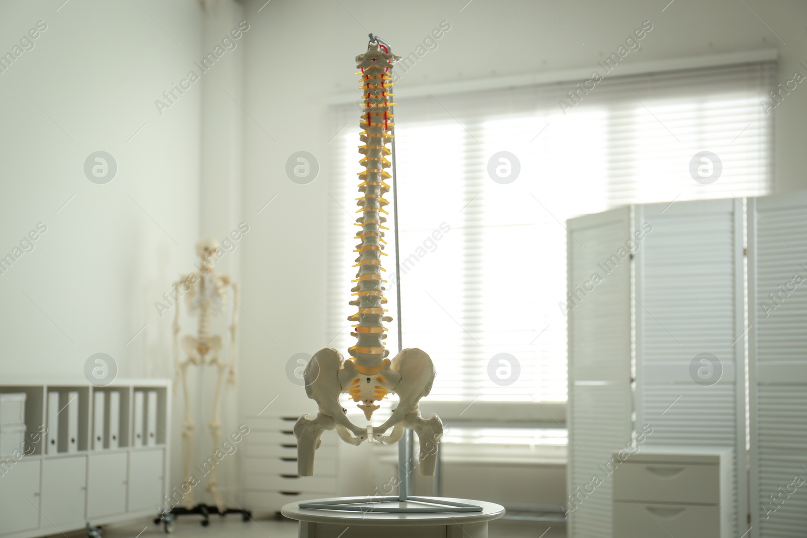 Photo of Human spine model on table in orthopedist's office