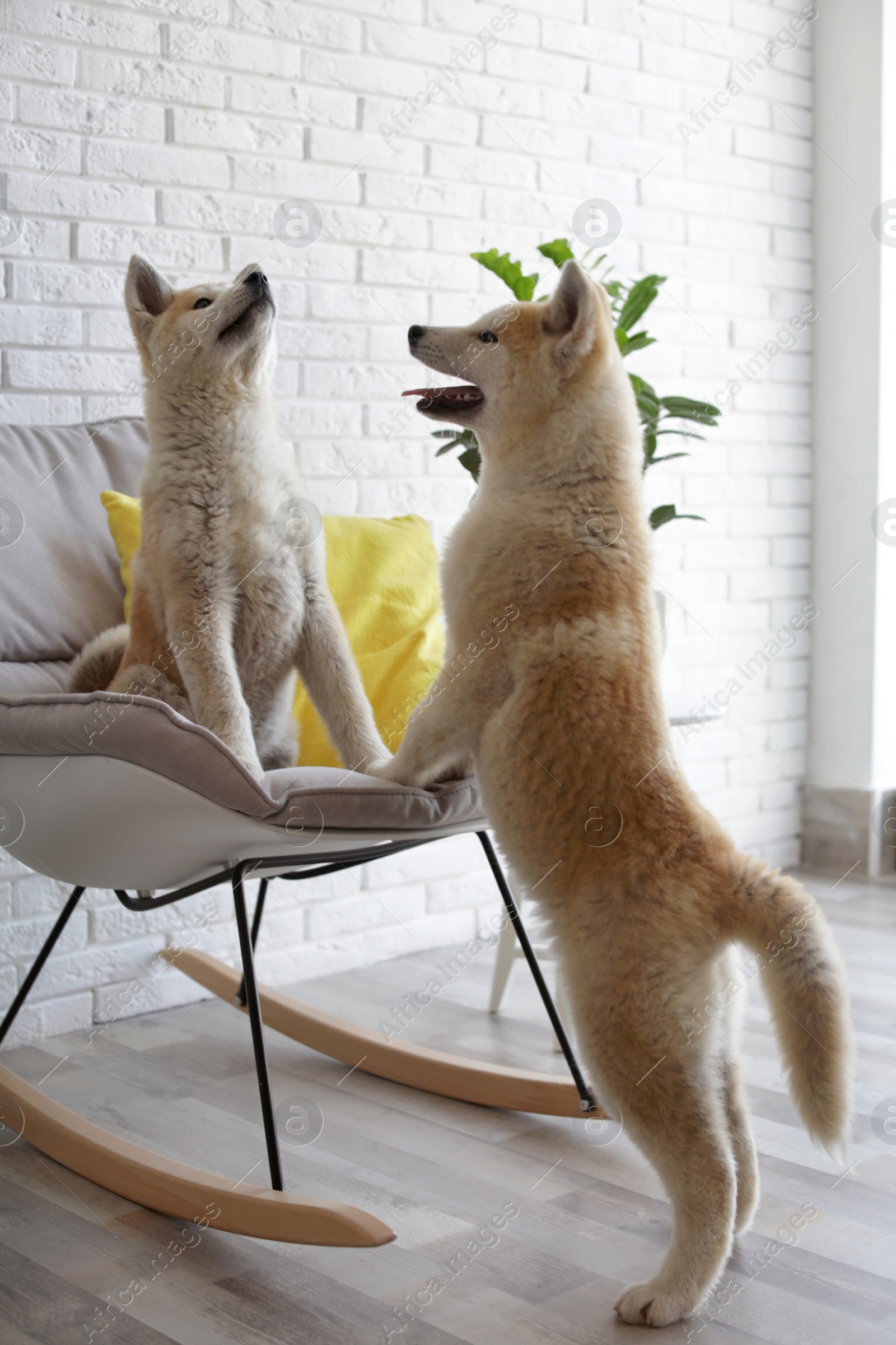 Photo of Cute Akita Inu dogs playing on rocking chair in room with houseplants