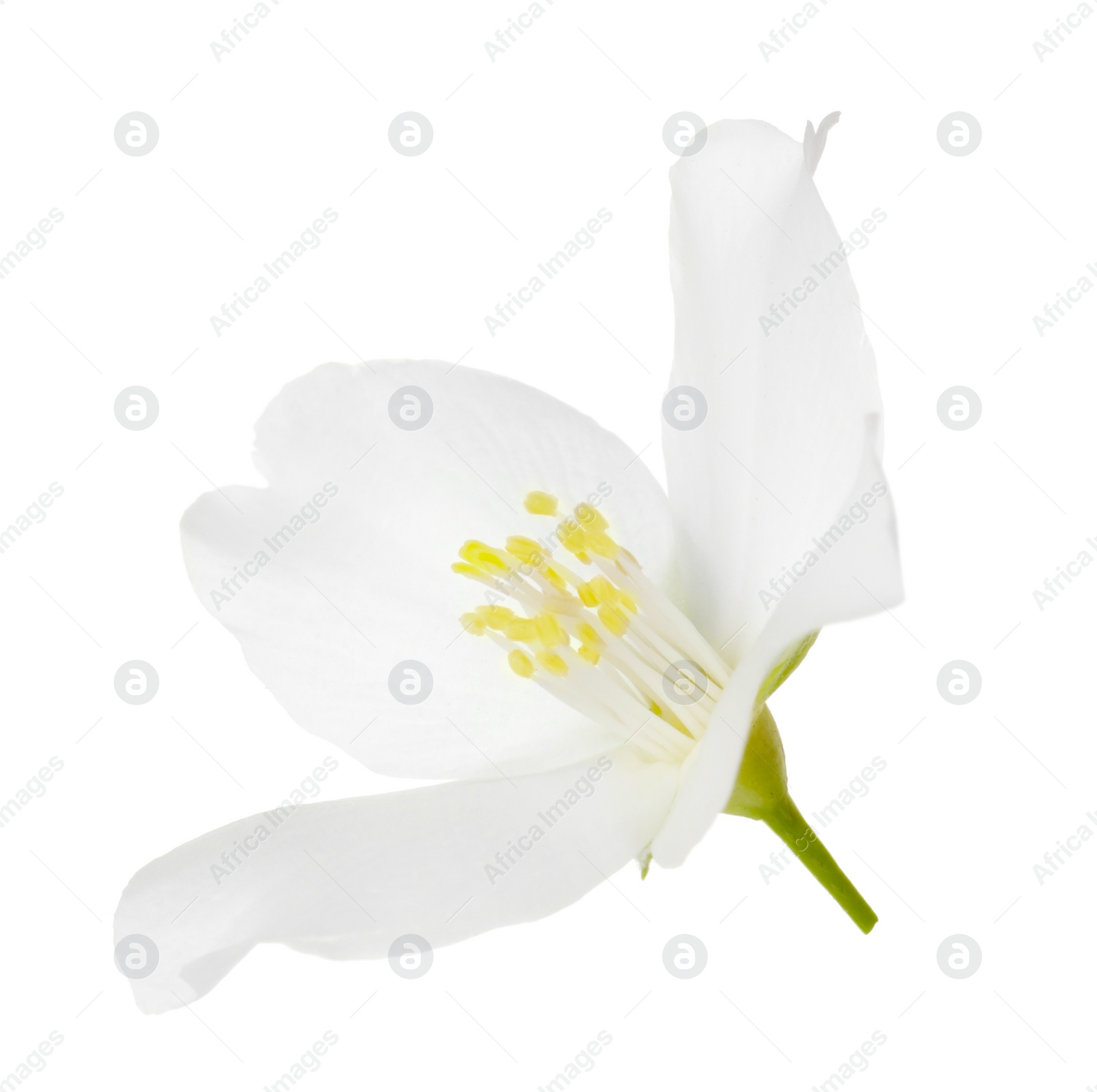 Photo of Beautiful delicate jasmine flower isolated on white