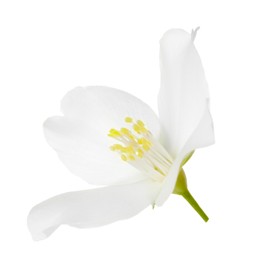 Beautiful delicate jasmine flower isolated on white