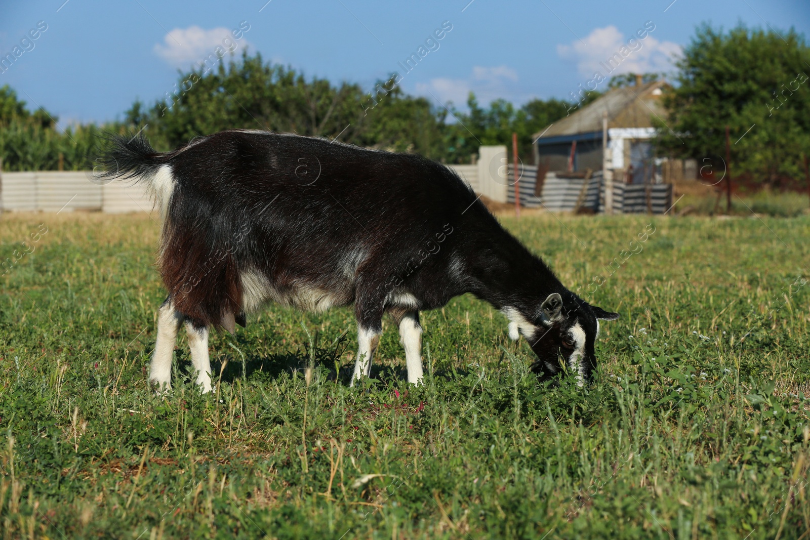 Photo of Cute goat on pasture at farm. Animal husbandry