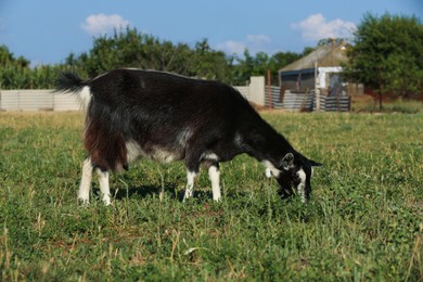 Cute goat on pasture at farm. Animal husbandry