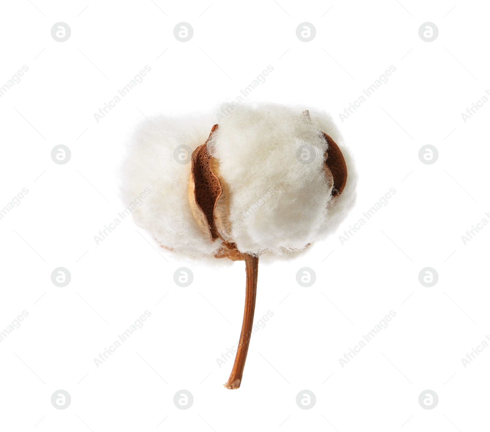 Photo of Beautiful fluffy cotton flower on white background