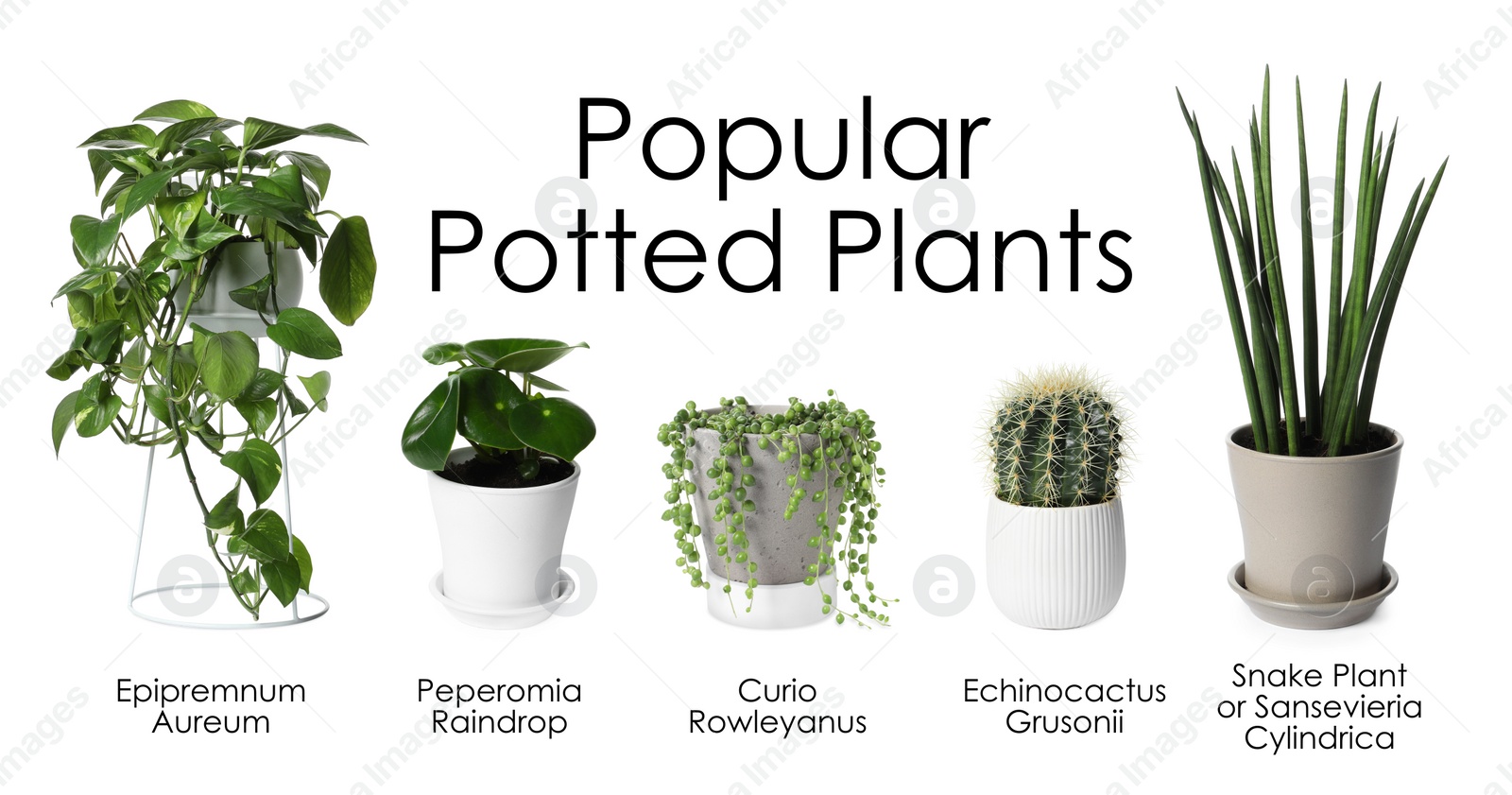 Image of Set of many different popular potted plants with names on white background