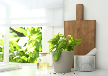 Fresh green basil in pot on countertop in kitchen. Space for text