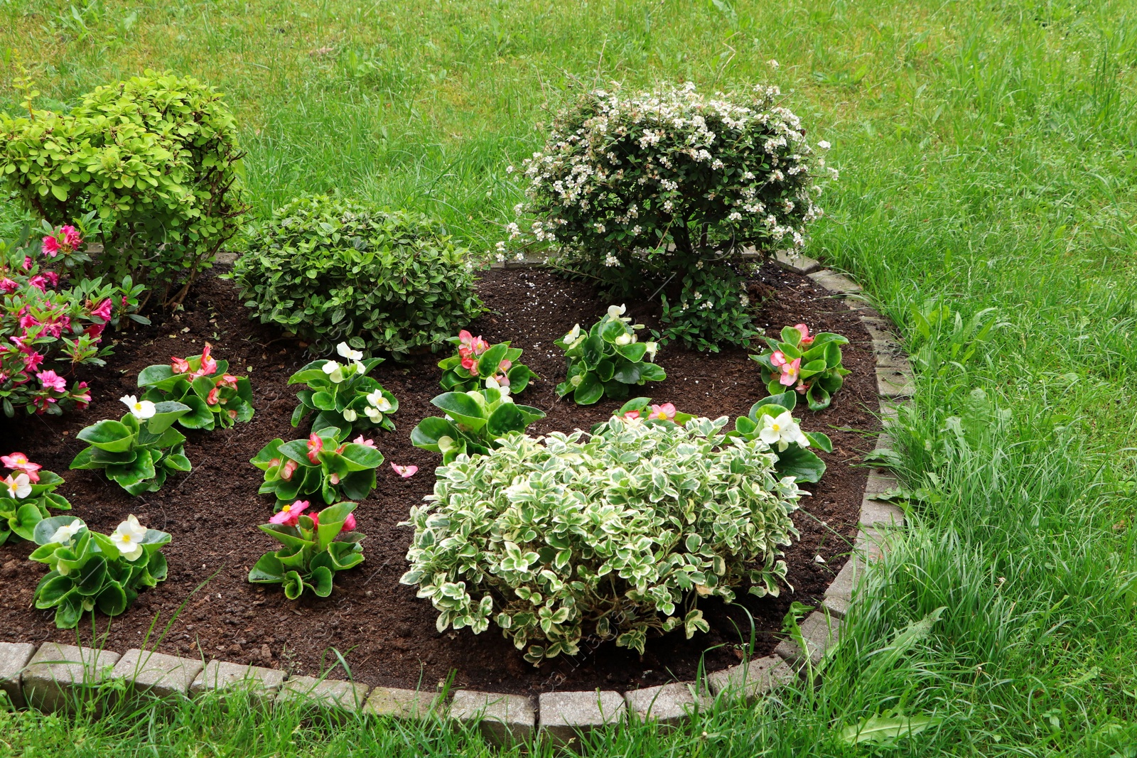 Photo of Beautiful flowerbed with different plants outdoors. Gardening and landscaping