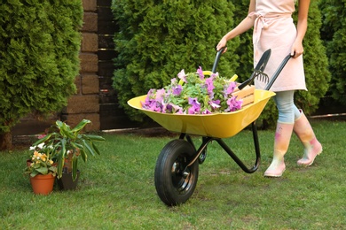 Woman with wheelbarrow working in garden, closeup