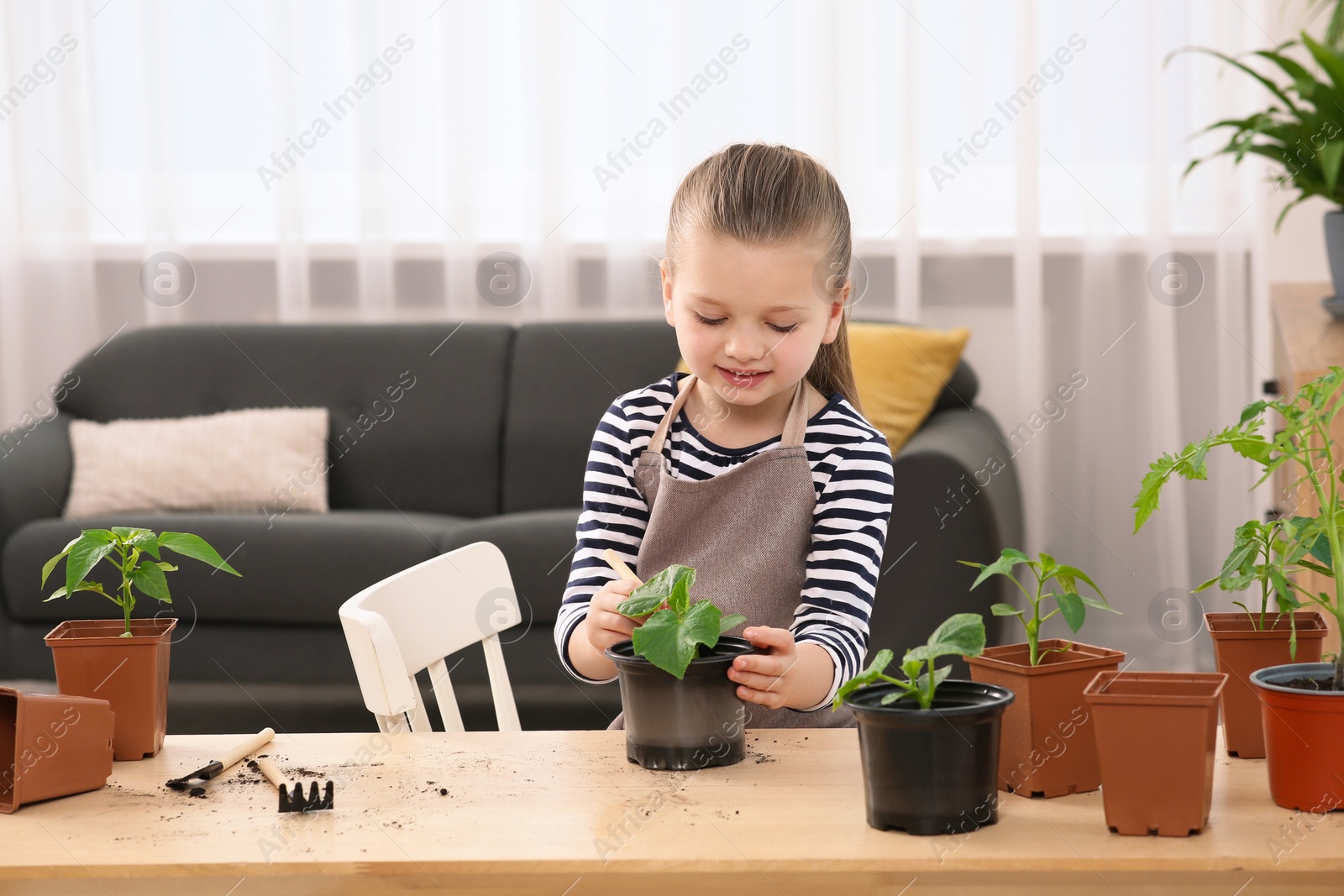 Photo of Cute little girl planting seedling into pot at wooden table in room