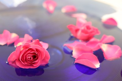 Photo of Pink rose and petals in water, closeup