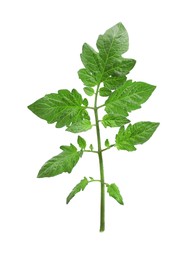 Branch of tomato plant with leaves isolated on white