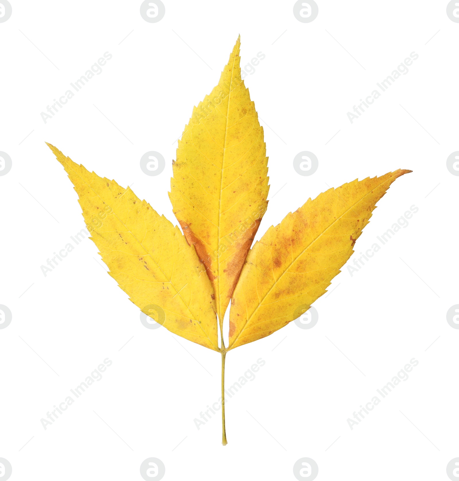 Photo of Beautiful leaf isolated on white. Autumn season