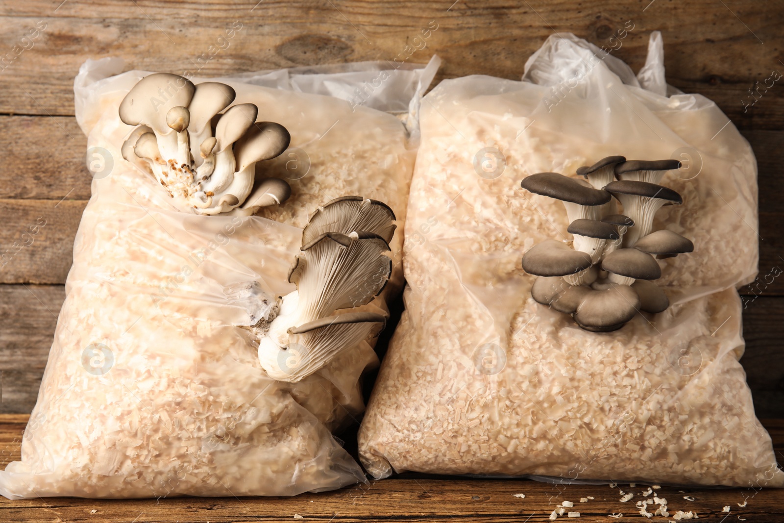 Photo of Oyster mushrooms growing in sawdust on wooden table. Cultivation of fungi