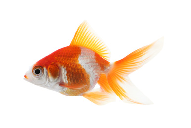 Photo of Beautiful bright small goldfish isolated on white