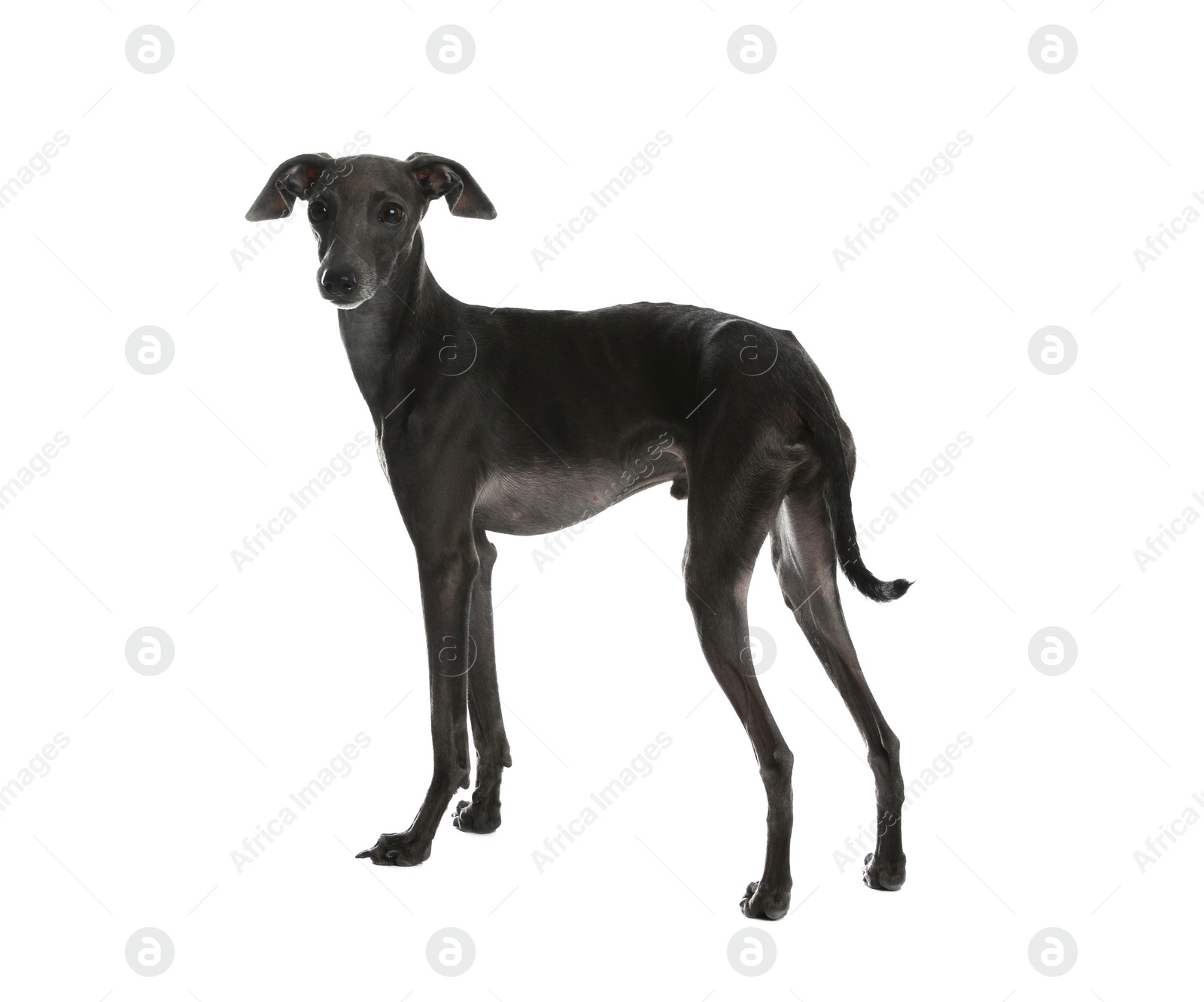 Photo of Cute Italian Greyhound dog on white background